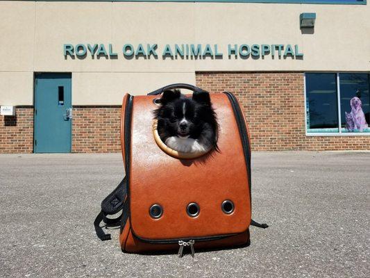 Royal Oak Animal Hospital