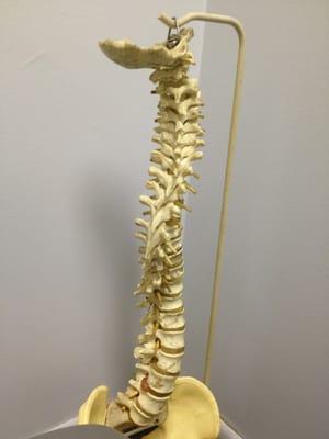 Spinal column