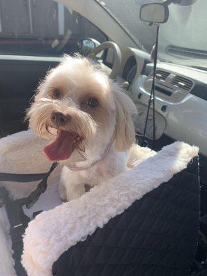 Ava Gabor leaving OC Happy Tails very happy