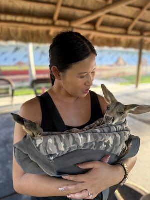 Holding a baby joey in a pouch