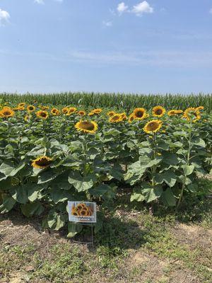 Sunflower field