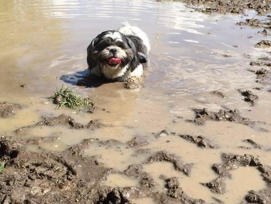 Mud puddle