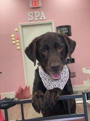 Ample spaces to relax and play after grooming