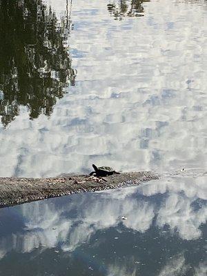 Clouds appeared as ripples in the pond and overshadowed the turtle.