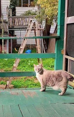 Simba approves ! Neighbor cat who I adore!