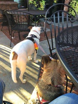 Our pups enjoy the St Angelos patio as much as we do!