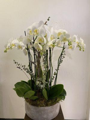 Orchid Arrangement