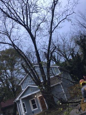 Tree service