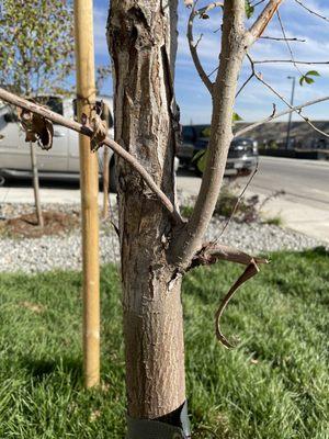 Peeling bark and dead branches