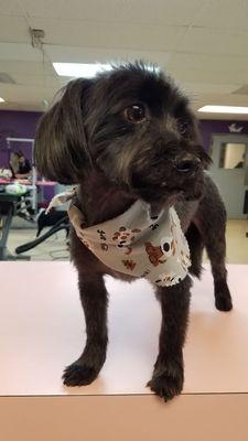 After grooming, with his short teddy bear cut