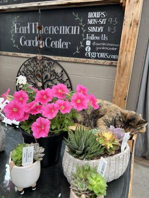 'Houdini' the cat at checkout