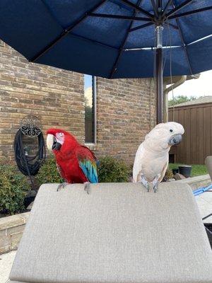 Parrots