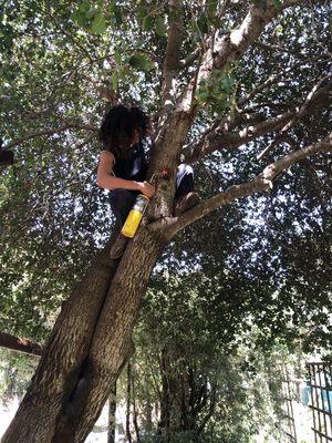 Burning an open pruning cut to stimulate tree healing