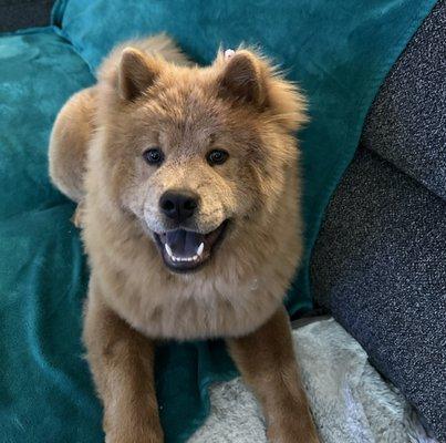 Leila 7 month old chow chow