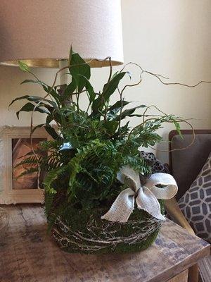 Fern basket