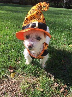 Daisy on Halloween 2017