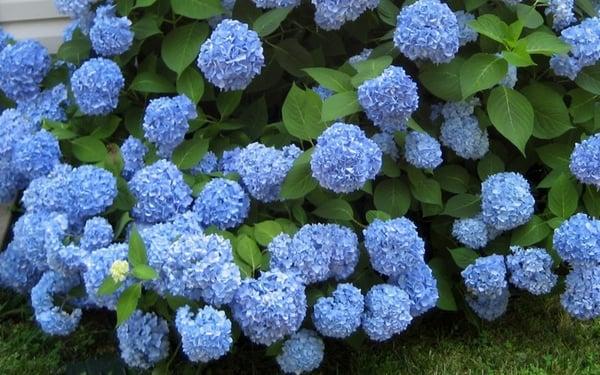 Hydrangea