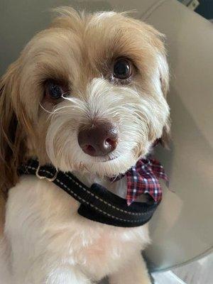 Cooper with his bowtie looking very adorable!