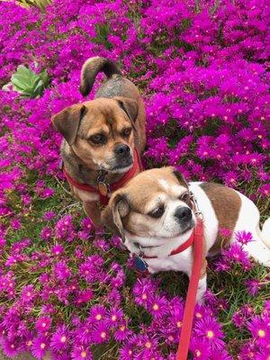 Brody and Baby Dog posing!