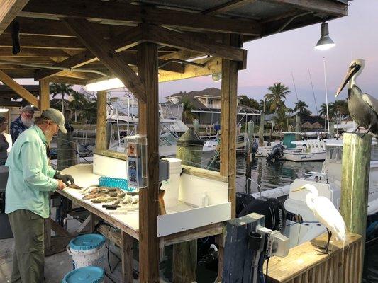 Fish cleaning at the marina