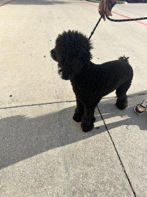 Before with almost year long growth of top knot