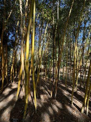 Bamboo