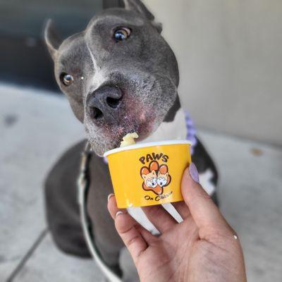 Huge fan of the doggy froyo!