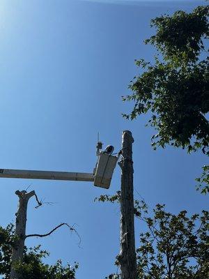 Sycamore removal