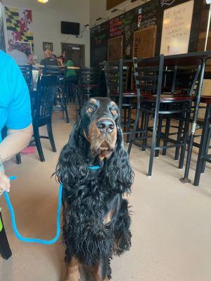 Bar area is dog friendly!