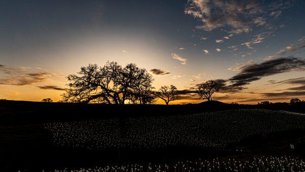 Field Of Light at Sensorio