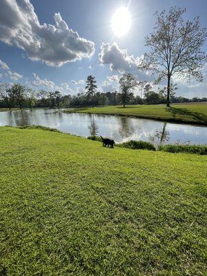 the pond and our dog