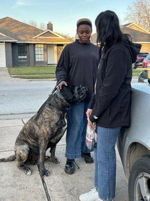 Our 170lb English Mastiff standing near a "stranger" after learning from our sessions with Longhorn Dog Training.