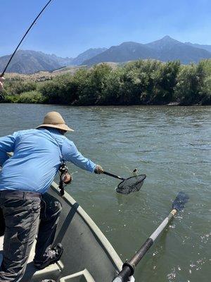 Rainbow Trout