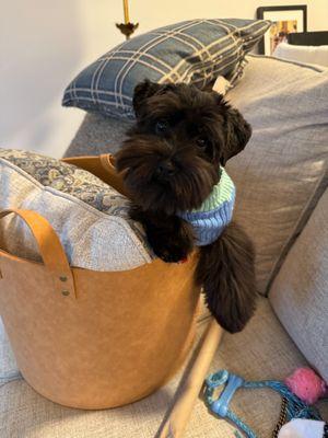 Fresh from the groomer and ready to snuggle!