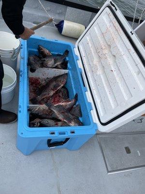 Rockfish Limit Accomplished!