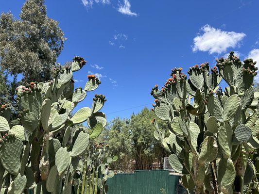 Some cactus with blooming flowers on top