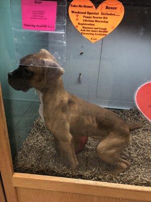 Skinny boxer puppy