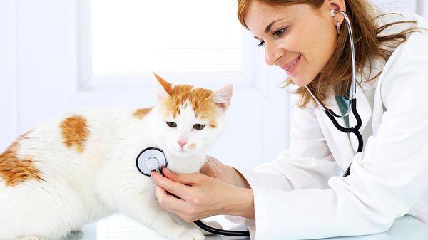 Cat Clinic of Central Illinois