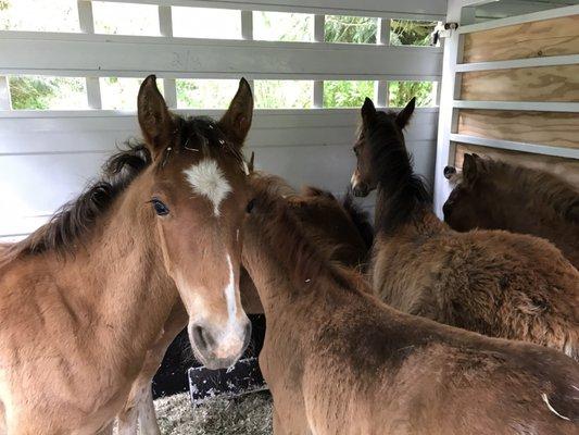 Some of the babies we were able to save thanks to Double J Trailers