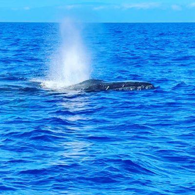 Humpback whale