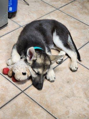 Woola 
 German Shepherd / Pure
 Sleeping on the job at our office!