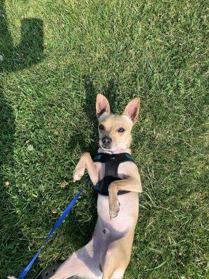 champ rolling in the grass after 4 days home