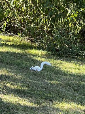 Albino squirrel