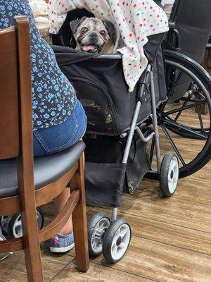 Dog eating off restaurant bowls and utensils.