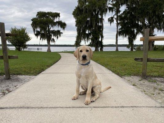 Bentley at Lakeside fb the Paw Social of Florida