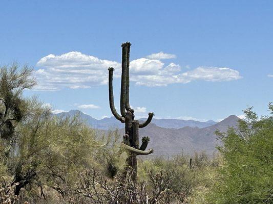 McDowell Mountain Regional Park