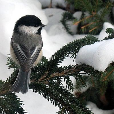 black-capped chickadee