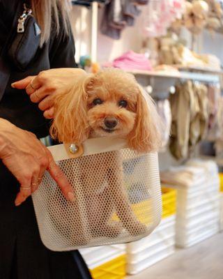 Cutest shopping baskets