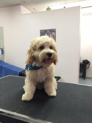 Goldendoodle Puppy's first time at the groomer.  Aggie was so amazing with my Buddy!