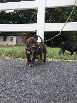 Walking pups outside clinic